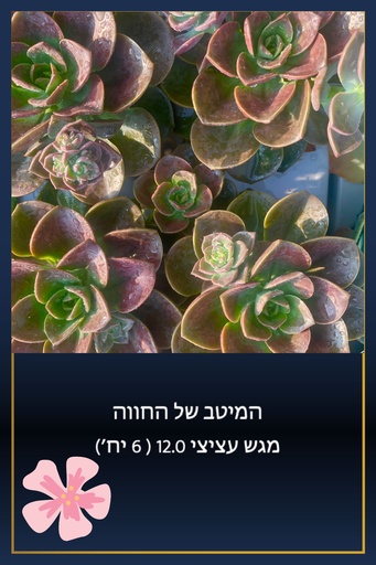 [TY-12.0-0007] מגש 12.0  (6 יח')