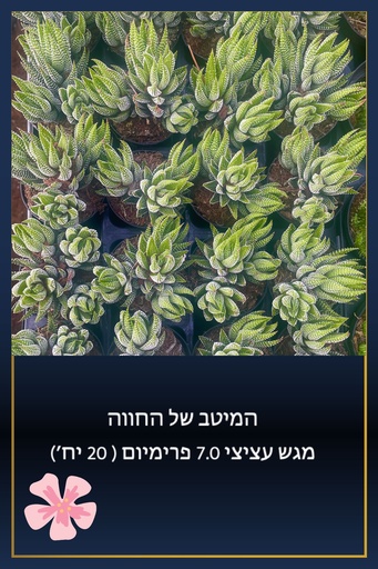 [TY-7.0-0003] מגש 7.0 פרימיום (20 יח')