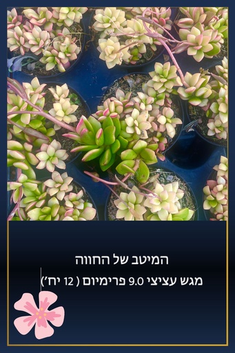 [TY-9.0-0009] מגש 9.0 פרימיום (12 יח')