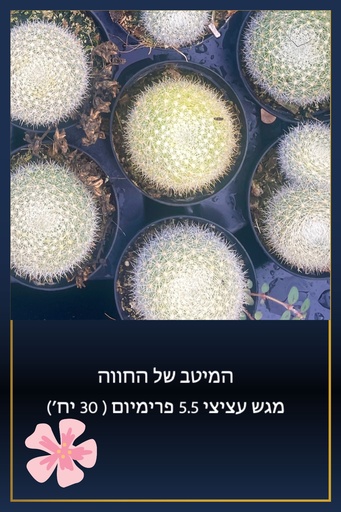 [TY-5.5-0023] מגש 5.5 פרימיום (20 יח')