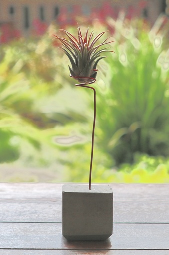 [CEM-0013]  מעמד לצמח אויר בטון