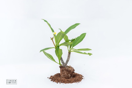 [BX-12.0-4501] Plumeria (Fitna)- ארגז 12.0 (15 יח׳)