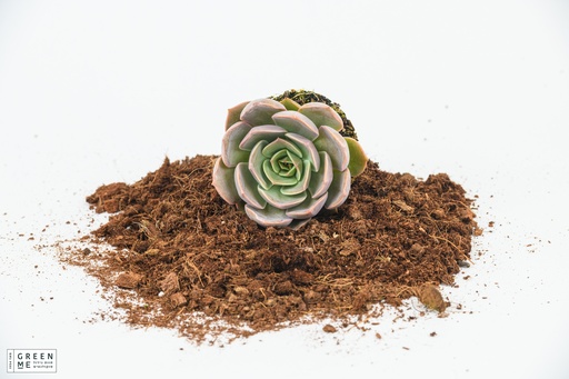 [TR-9.0-1855] Echeveria summer  - מגש 9.0  (12 יח׳)