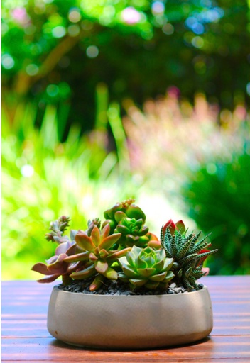 [ST-20-9904] קוקטייל סוקולנטים - 'חיבוק מהטבע'