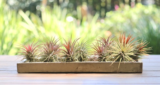 [TR-5.5-9101] צמח אוויר מגש - Tillandsia ionantha rubra - מגש  (30יח') 