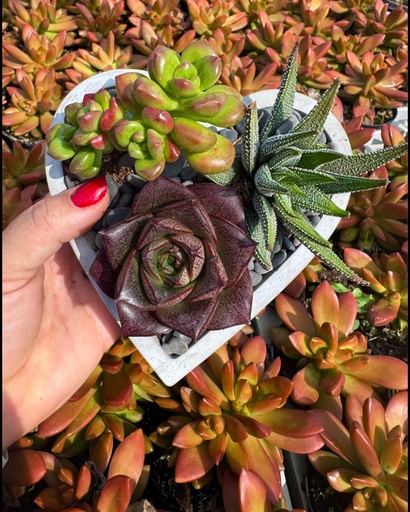 [ST-15-9905] קוקטייל סוקולנטים לב - 'חיבוק מהטבע'